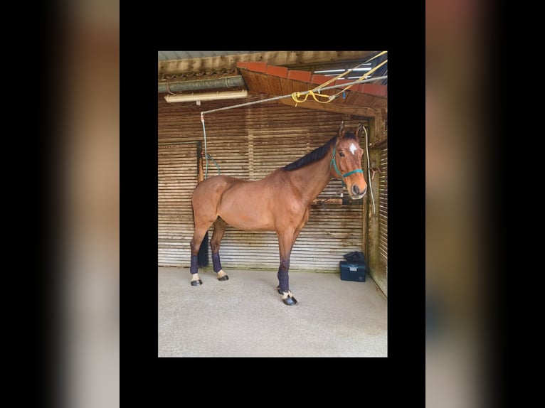 Weitere Warmblüter Wallach 13 Jahre 169 cm Brauner in V&#xF6;cklabruck