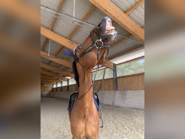 Weitere Warmblüter Wallach 13 Jahre 169 cm Brauner in V&#xF6;cklabruck