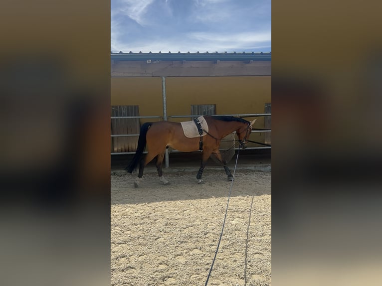 Weitere Warmblüter Wallach 13 Jahre 169 cm Brauner in V&#xF6;cklabruck