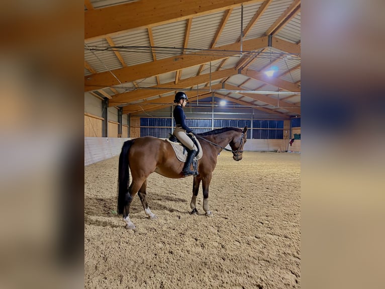 Weitere Warmblüter Wallach 13 Jahre 169 cm Brauner in V&#xF6;cklabruck