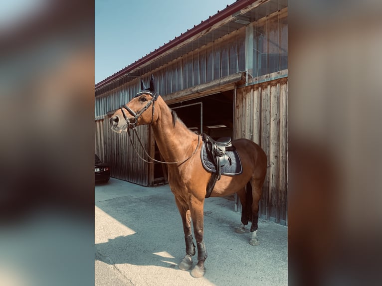 Weitere Warmblüter Wallach 13 Jahre 169 cm Brauner in V&#xF6;cklabruck