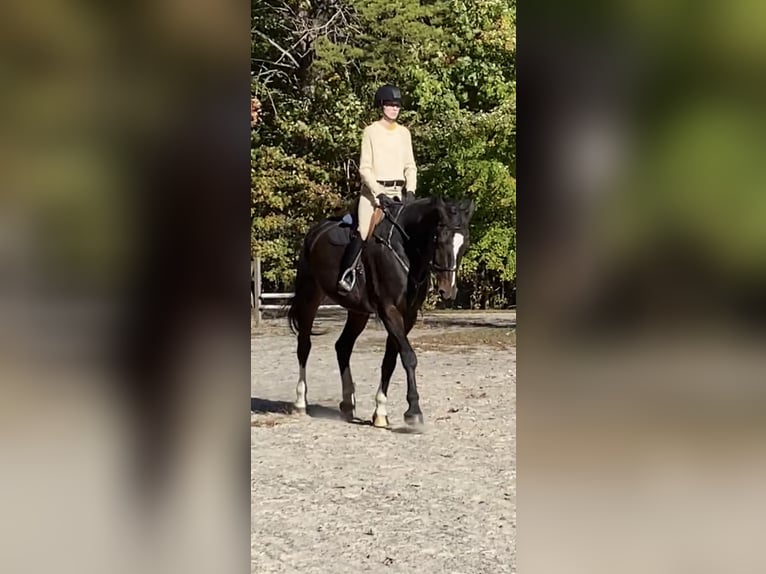 Weitere Warmblüter Wallach 13 Jahre 183 cm Rotbrauner in Palmyra Weitere Warmblüter Wallach 13 Jahre 183 cm Rotbrauner in Palmyra