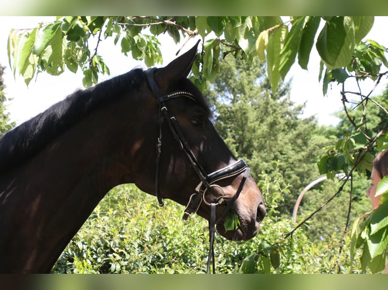 Weitere Warmblüter Wallach 13 Jahre 185 cm Dunkelbrauner in K&#xF6;ln