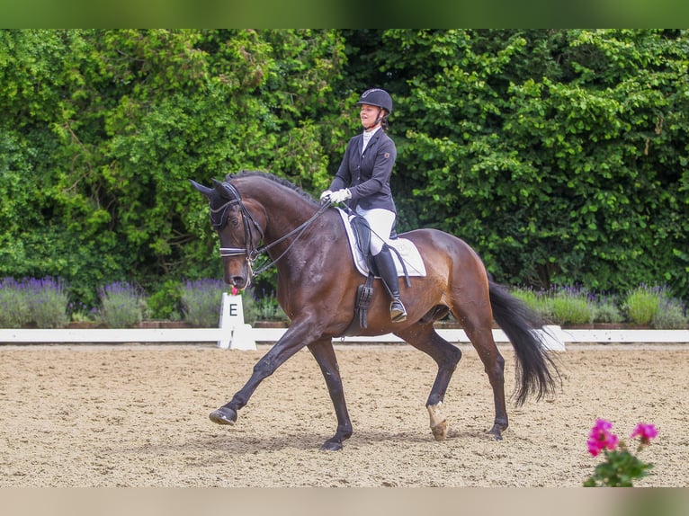 Weitere Warmblüter Wallach 13 Jahre 185 cm Rappe in K&#xF6;ln