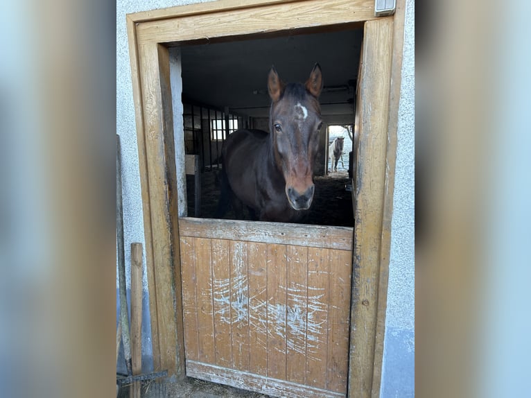 Weitere Warmblüter Wallach 13 Jahre Brauner in Horgenzell