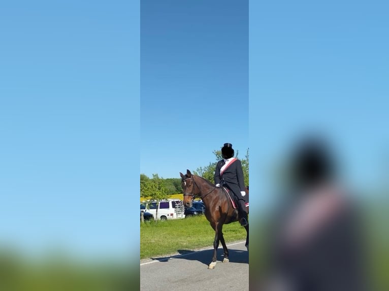 Weitere Warmblüter Wallach 13 Jahre Brauner in Horgenzell