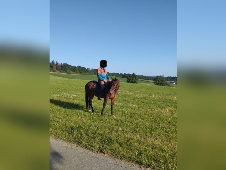 Weitere Warmblüter Wallach 13 Jahre Brauner in Horgenzell