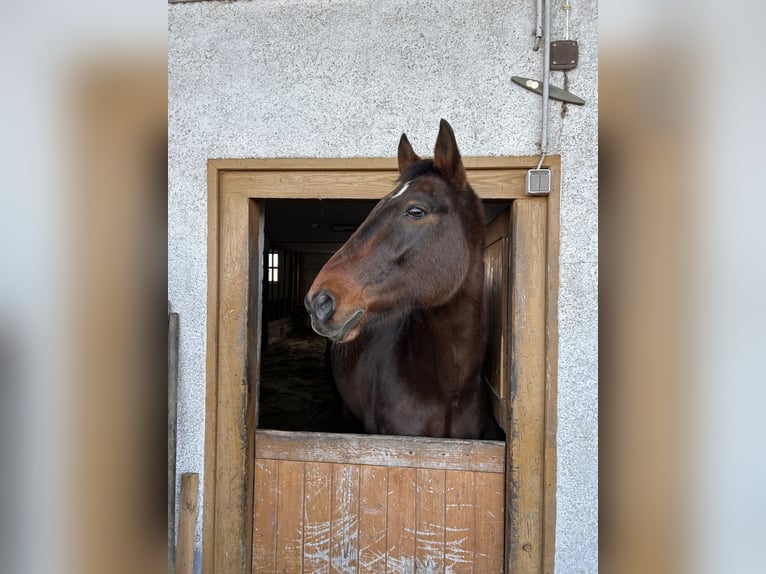 Weitere Warmblüter Wallach 13 Jahre Brauner in Horgenzell