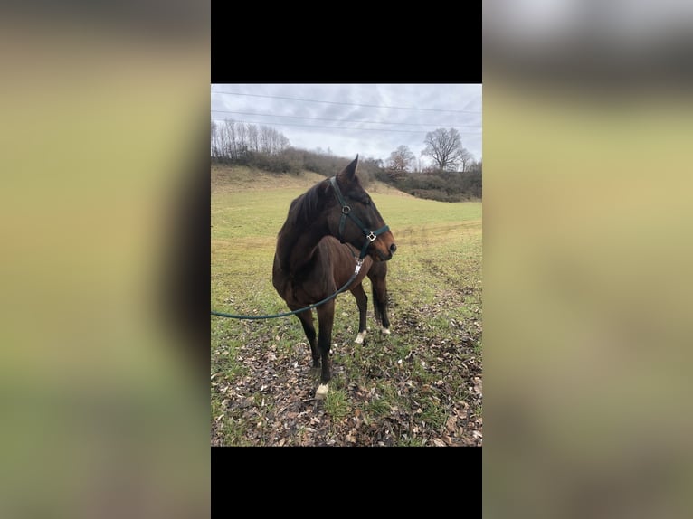 Weitere Warmblüter Wallach 13 Jahre Brauner in Horgenzell