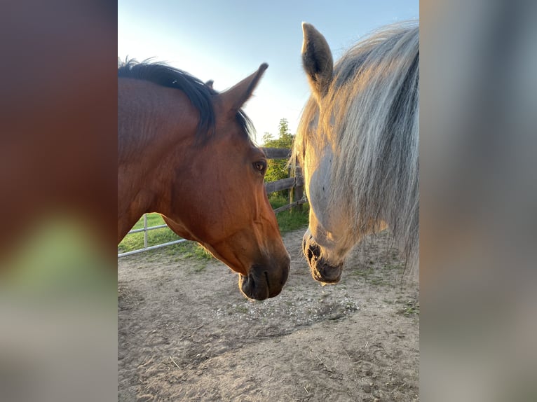 Weitere Warmblüter Wallach 13 Jahre  in Leinburg