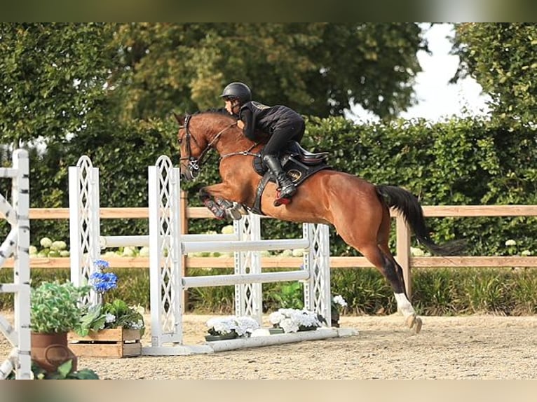 Weitere Warmblüter Wallach 14 Jahre 146 cm  in Oost West en Middelbeers
