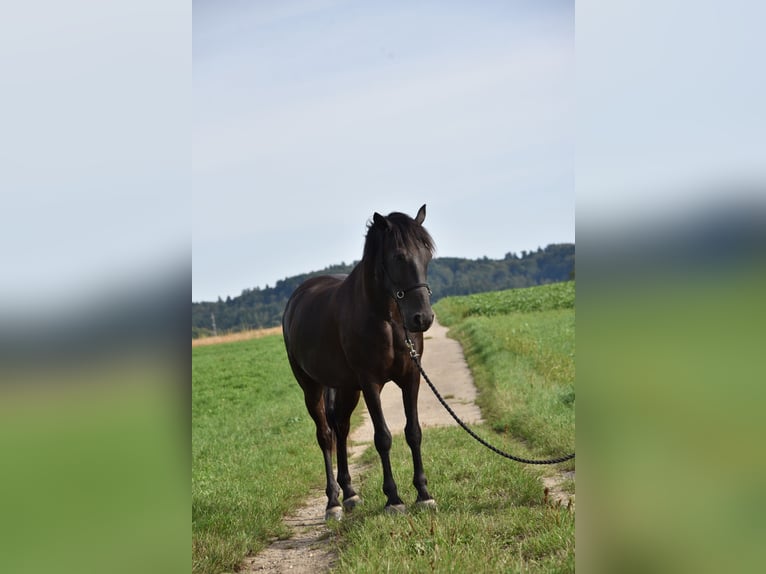 Weitere Warmblüter Mix Wallach 14 Jahre 151 cm Schwarzbrauner in Urtenen-Sch&#xF6;nb&#xFC;hl