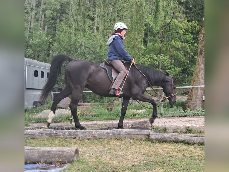 Weitere Warmblüter Wallach 14 Jahre 157 cm Rappe in Bayerbach