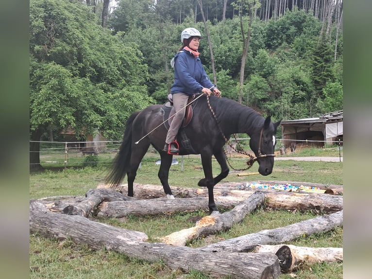 Weitere Warmblüter Wallach 14 Jahre 157 cm Rappe in Bayerbach
