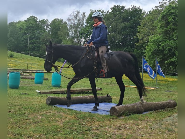 Weitere Warmblüter Wallach 14 Jahre 157 cm Rappe in Bayerbach