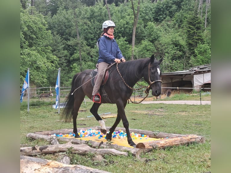 Weitere Warmblüter Wallach 14 Jahre 157 cm Rappe in Bayerbach
