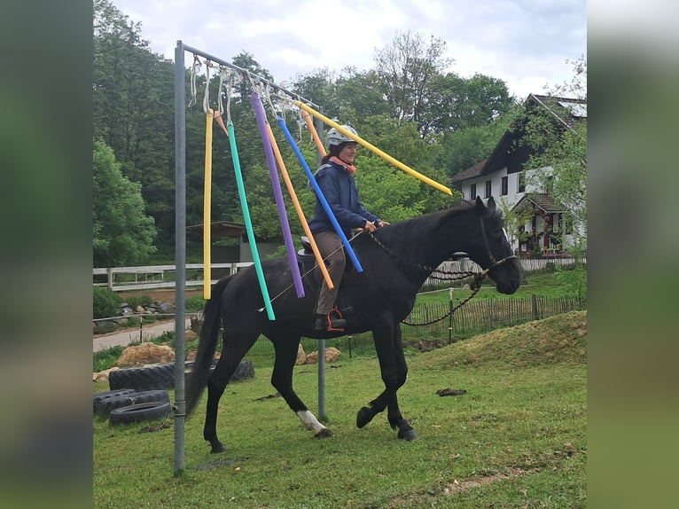 Weitere Warmblüter Wallach 14 Jahre 157 cm Rappe in Bayerbach