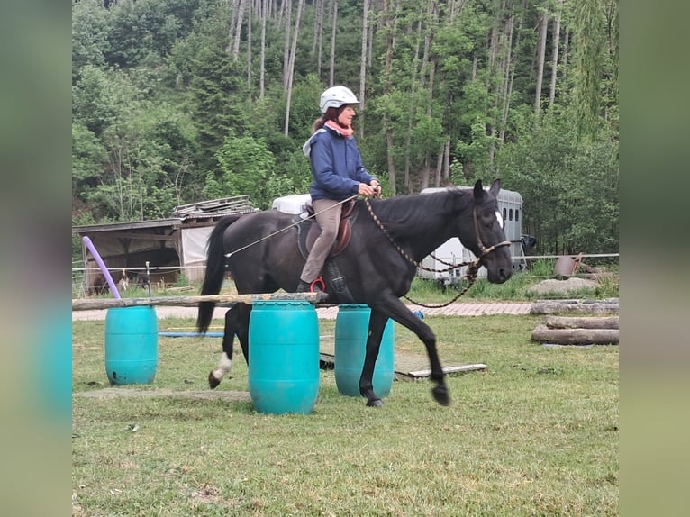 Weitere Warmblüter Wallach 14 Jahre 157 cm Rappe in Bayerbach