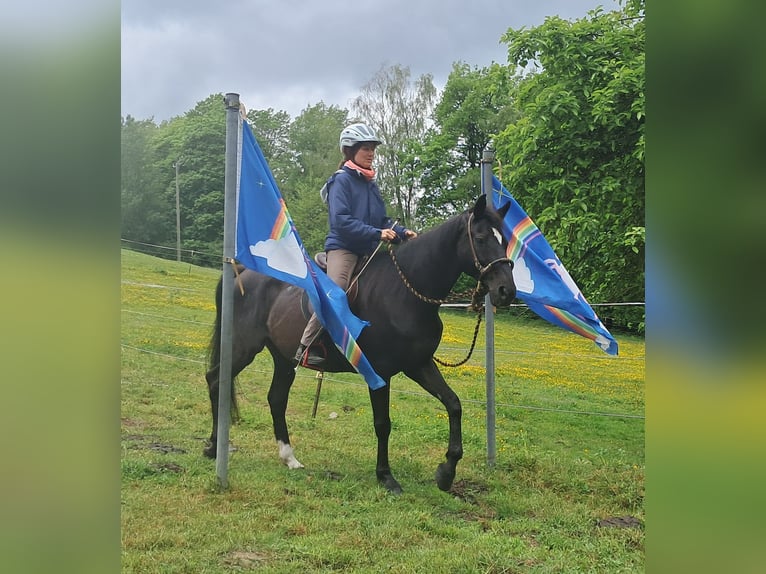 Weitere Warmblüter Wallach 14 Jahre 157 cm Rappe in Bayerbach