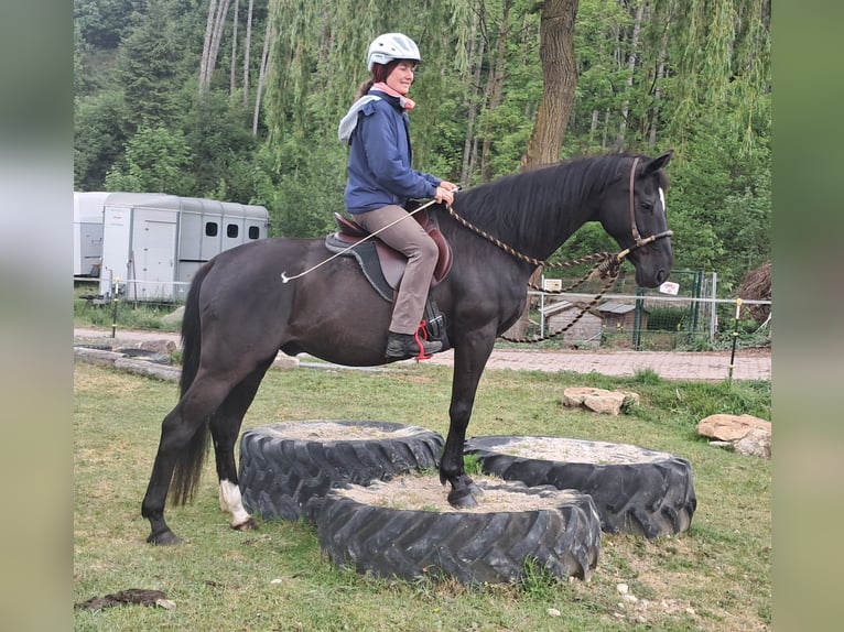 Weitere Warmblüter Wallach 14 Jahre 157 cm Rappe in Bayerbach