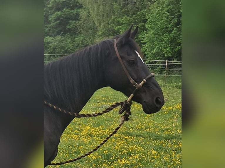 Weitere Warmblüter Wallach 14 Jahre 157 cm Rappe in Bayerbach