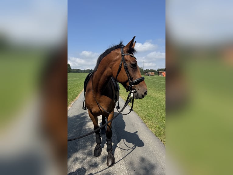 Weitere Warmblüter Wallach 14 Jahre 162 cm Brauner in Seeham