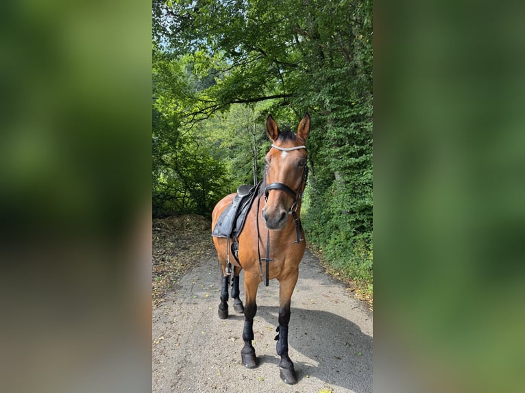 Weitere Warmblüter Wallach 14 Jahre 162 cm Brauner in Seeham