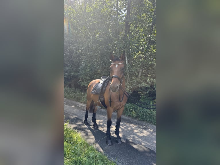 Weitere Warmblüter Wallach 14 Jahre 162 cm Brauner in Seeham