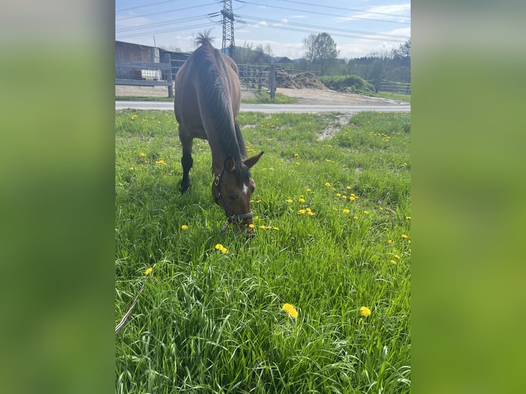 Weitere Warmblüter Wallach 14 Jahre 162 cm Brauner in Seeham