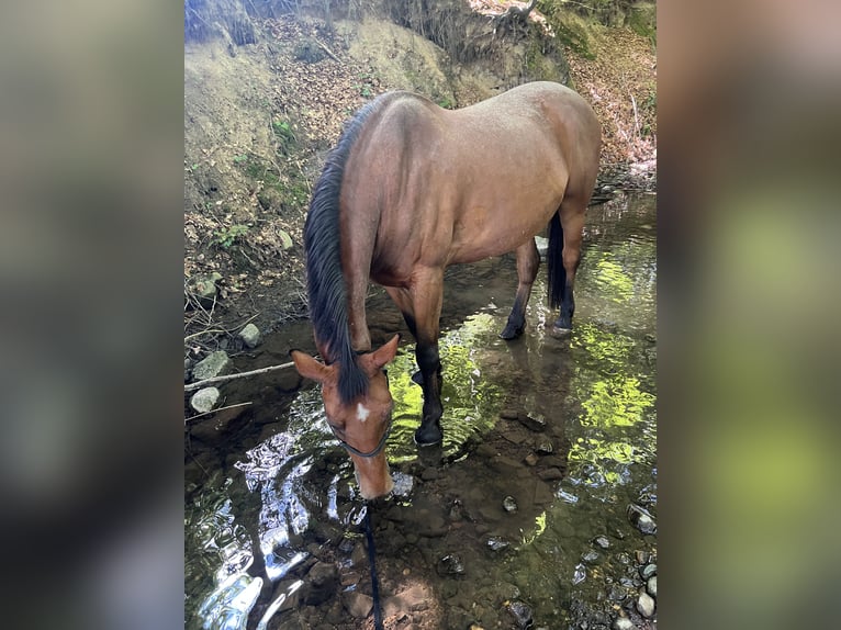 Weitere Warmblüter Wallach 14 Jahre 162 cm Brauner in Seeham