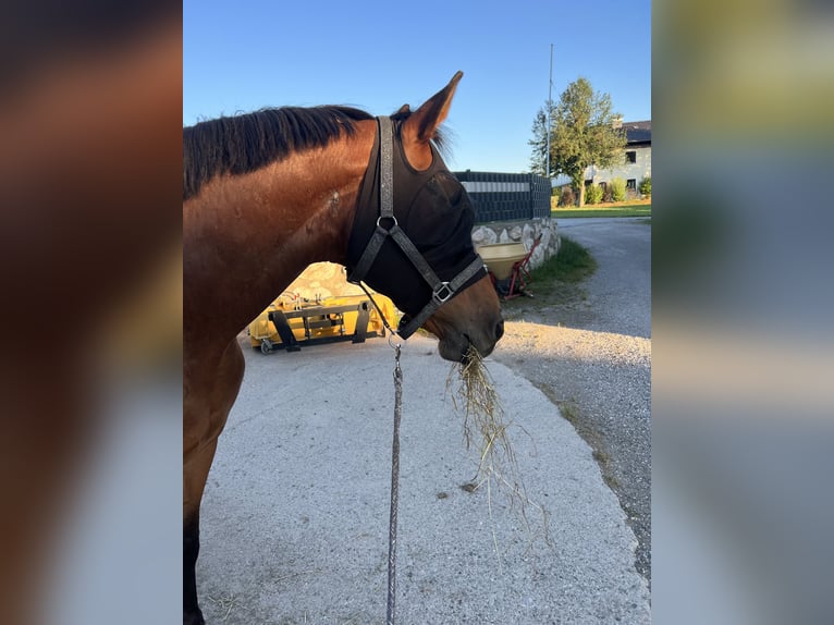 Weitere Warmblüter Wallach 14 Jahre 162 cm Brauner in Seeham