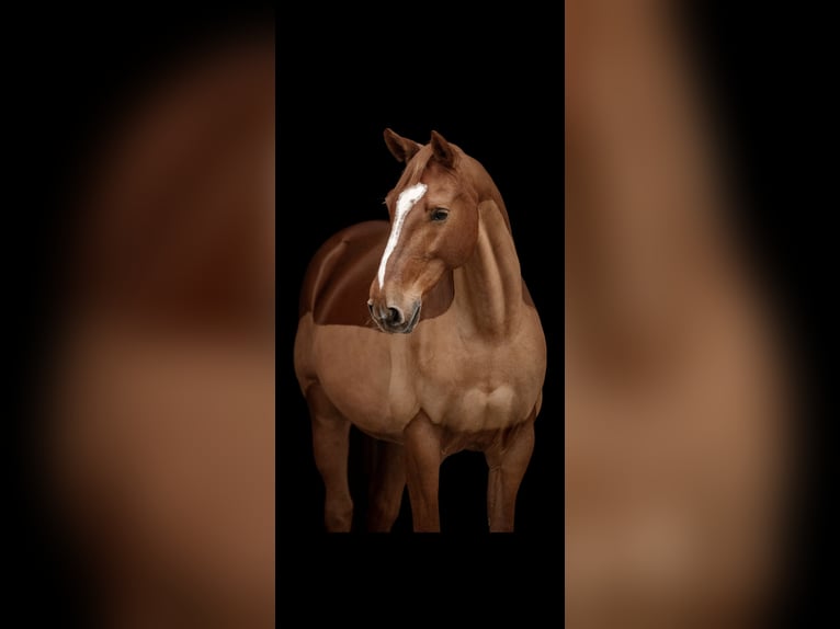 Weitere Warmblüter Wallach 14 Jahre 163 cm Fuchs in Oberriet