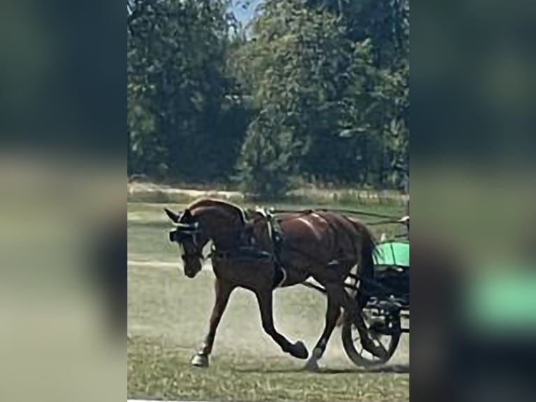 Weitere Warmblüter Wallach 14 Jahre 163 cm Fuchs in Oberriet
