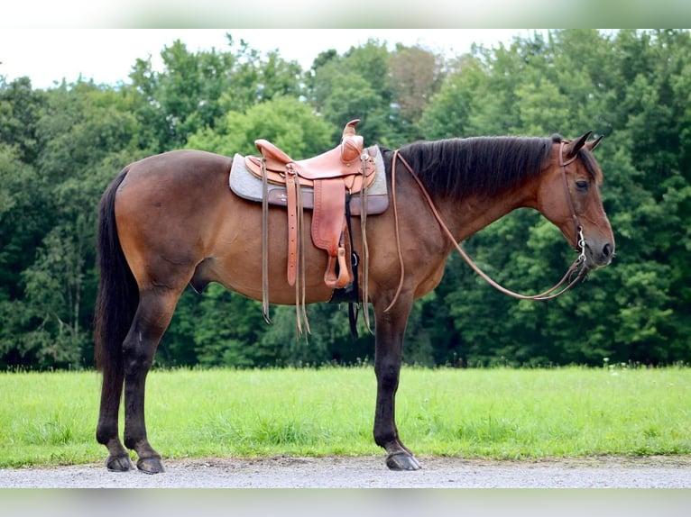 Weitere Warmblüter Wallach 14 Jahre 163 cm Rotbrauner in Cranberry, PA