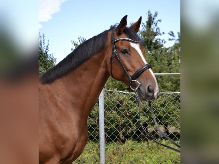 Weitere Warmblüter Wallach 14 Jahre 165 cm Brauner in Łubowo