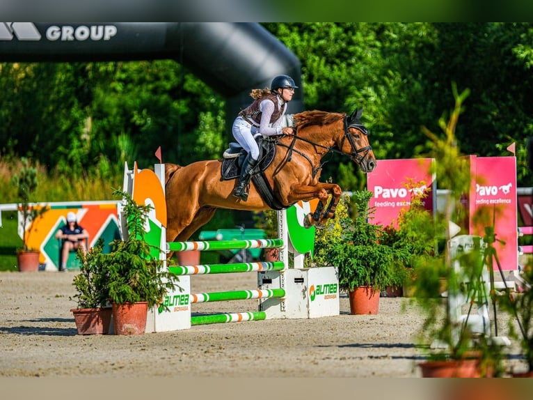 Weitere Warmblüter Wallach 14 Jahre 165 cm Fuchs in Cesky Krumlov