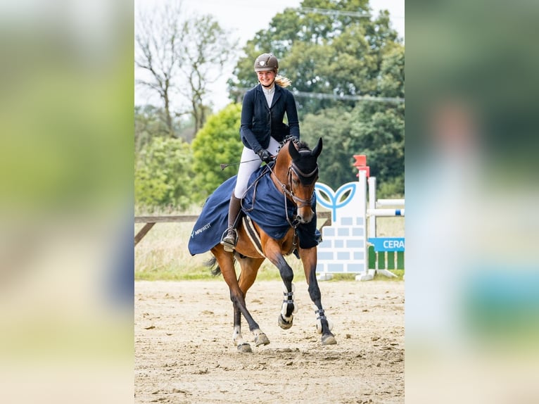 Weitere Warmblüter Wallach 14 Jahre 167 cm Brauner in Kevelaer