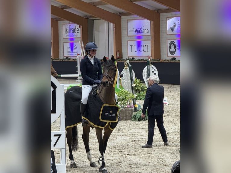 Weitere Warmblüter Wallach 14 Jahre 167 cm Brauner in Kevelaer