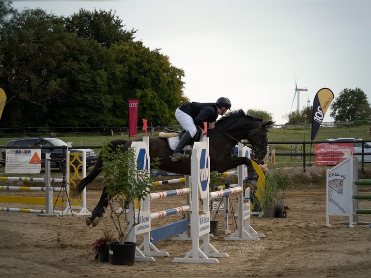 Weitere Warmblüter Wallach 14 Jahre 168 cm Rappe in Herzogenrath