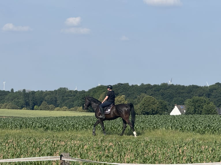 Weitere Warmblüter Wallach 14 Jahre 168 cm Rappe in Herzogenrath
