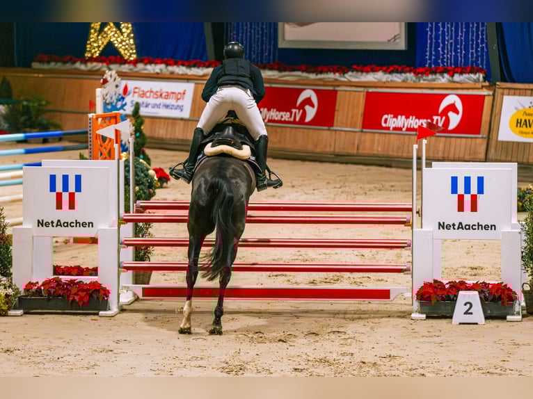 Weitere Warmblüter Wallach 14 Jahre 168 cm Rappe in Herzogenrath