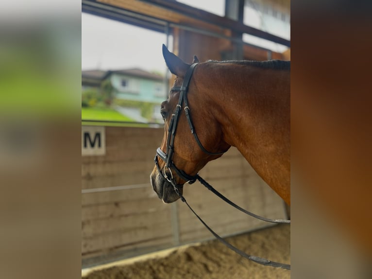 Weitere Warmblüter Wallach 14 Jahre 169 cm Brauner in Vöcklabruck