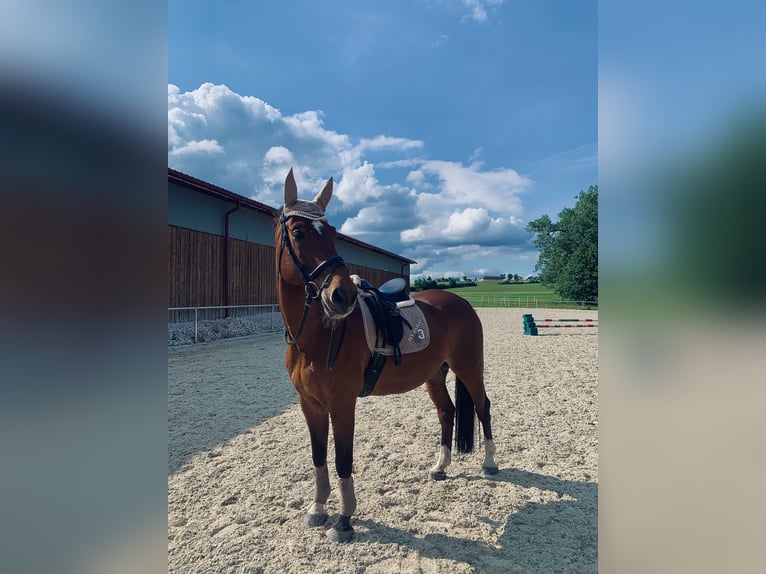 Weitere Warmblüter Wallach 14 Jahre 169 cm Brauner in Vöcklabruck