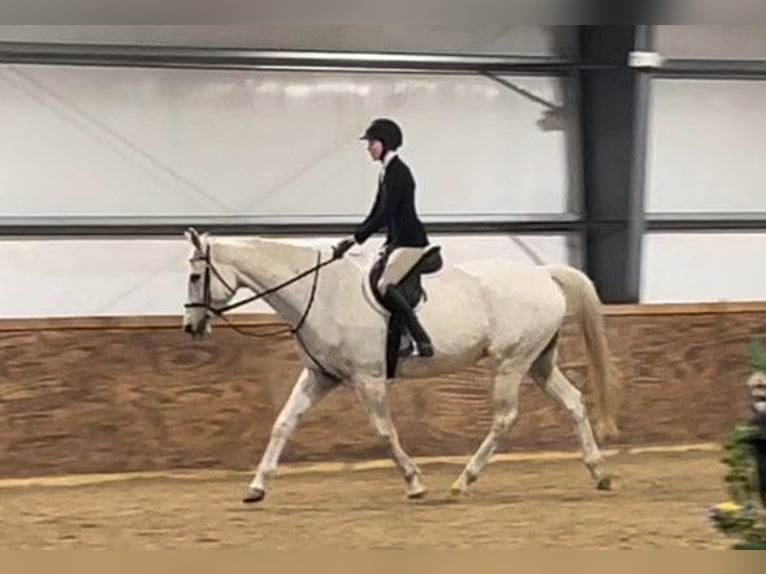 Weitere Warmblüter Wallach 14 Jahre 170 cm Schimmel in Howell MI