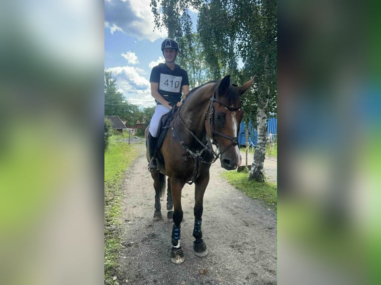 Weitere Warmblüter Wallach 14 Jahre 173 cm Brauner in Drammen Weitere Warmblüter Wallach 14 Jahre 173 cm Brauner in Drammen