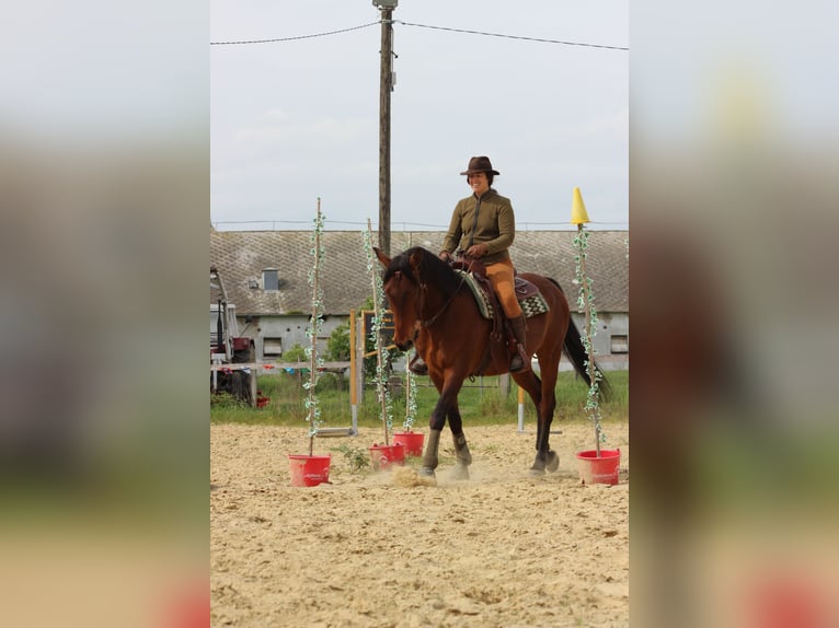 Weitere Warmblüter Mix Wallach 15 Jahre 155 cm Brauner in Lutzmannsburg