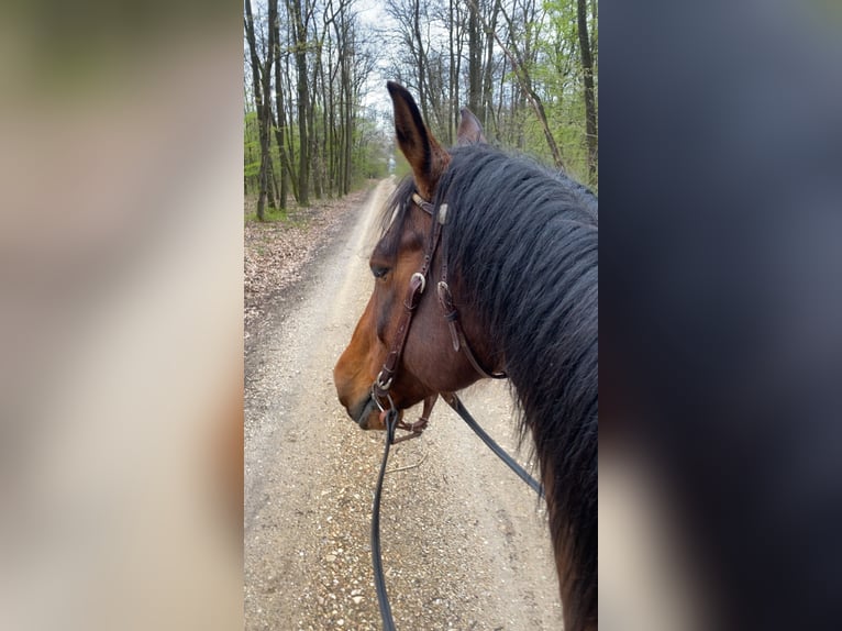 Weitere Warmblüter Mix Wallach 15 Jahre 155 cm Brauner in Lutzmannsburg