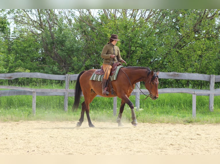 Weitere Warmblüter Mix Wallach 15 Jahre 155 cm Brauner in Lutzmannsburg