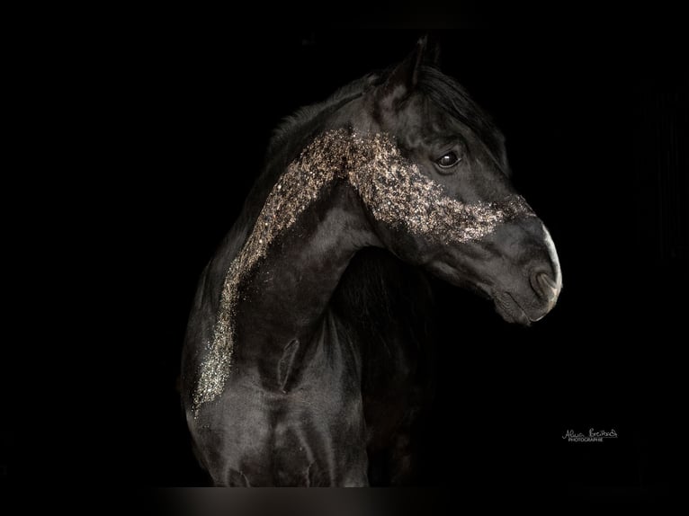 Weitere Warmblüter Wallach 15 Jahre 157 cm in Geilenkirchen