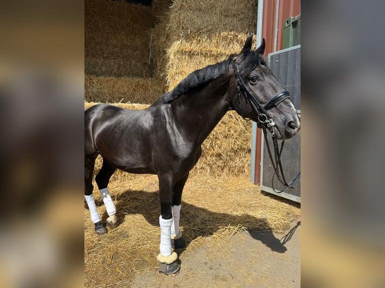 Weitere Warmblüter Wallach 15 Jahre 157 cm in Geilenkirchen